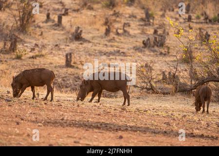 Eine Familie von Warthog (Phacochoerus africanus), die in der Wildnis Tansanias fotografiert wurde Stockfoto