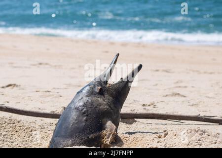 Eine vergrabene tote Schweinswale wurde im fortgeschrittenen Stadium der Zersetzung am Strand mit dem Kopf aus dem Sand und offenem Mund an Land gewaschen Stockfoto