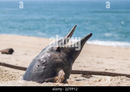 Ein toter Schweinswal, der im fortgeschrittenen Stadium der Zersetzung an Land gewaschen wurde, wobei offener Mund und Kopf am Strand aus dem Sand herausragen Stockfoto