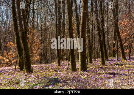 Blühende Krokusblüten im Frühling. Blattlose Bäume im Wald. Wunderschöne Naturkulisse Stockfoto