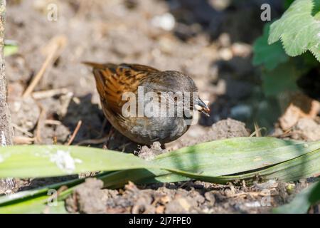 Fütterung von Dunnock (Prunella modularis), Sussex Garden, Großbritannien Stockfoto