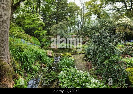 Die Dell, Dorfold Hall Stockfoto