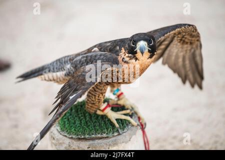 Doha, Katar, Mai 01,2022: Arabische Falken werden in den Golfstaaten zur Jagd, aber auch als Haustier eingesetzt. Stockfoto