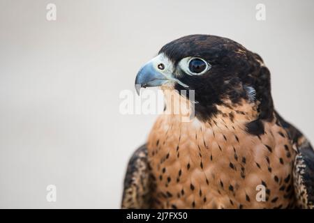 Doha, Katar, Mai 01,2022: Arabische Falken werden in den Golfstaaten zur Jagd, aber auch als Haustier eingesetzt. Stockfoto