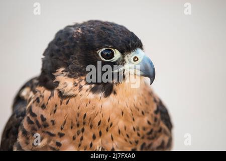 Doha, Katar, Mai 01,2022: Arabische Falken werden in den Golfstaaten zur Jagd, aber auch als Haustier eingesetzt. Stockfoto