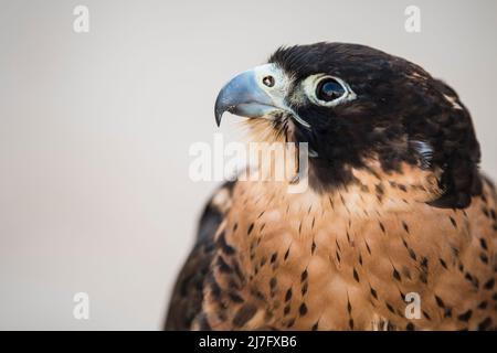 Doha, Katar, Mai 01,2022: Arabische Falken werden in den Golfstaaten zur Jagd, aber auch als Haustier eingesetzt. Stockfoto