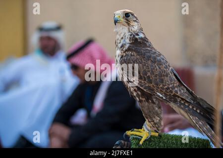 Doha, Katar, Mai 01,2022: Arabische Falken werden in den Golfstaaten zur Jagd, aber auch als Haustier eingesetzt. Stockfoto