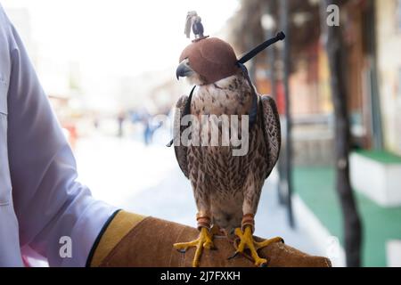 Doha, Katar, Mai 01,2022: Arabische Falken werden in den Golfstaaten zur Jagd, aber auch als Haustier eingesetzt. Stockfoto