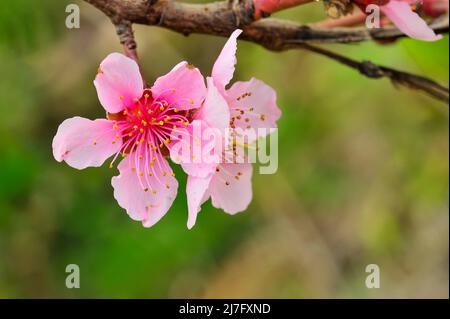 Die Pfirsichblüte - hat mehrere Blütenblätter von zwei Farben, blassrot und weiß Stockfoto