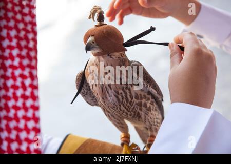 Doha, Katar, Mai 01,2022: Arabische Falken werden in den Golfstaaten zur Jagd, aber auch als Haustier eingesetzt. Stockfoto