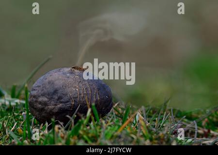 Lycoperdon perlatum - Pedo de lobo, Cuesco de lobo oder Perlenpuffball ist ein Pilz der Ordnung Agaricales Stockfoto