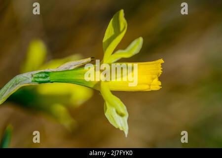 Narcissus nevadensis - die Sierra Nevada Narcissus ist eine botanische Art aus der Familie der Amaryllidaceae. Stockfoto