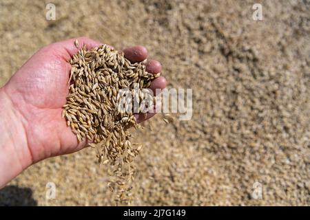 Hand hält frisch geerntetes Getreide. Stockfoto