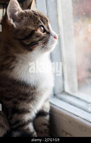 Junge süße Katze, die auf einer Fensterbank sitzt und auf ein altes Fenster schaut Stockfoto