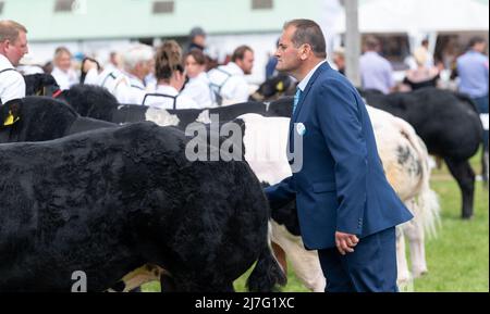 Aussteller der Great Yorkshire Show zeigen ihre britischen Blue Beef Rinder auf der 2021 Show, Harrogate, North Yorkshire, UK. Stockfoto