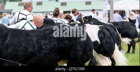 Aussteller der Great Yorkshire Show zeigen ihre britischen Blue Beef Rinder auf der 2021 Show, Harrogate, North Yorkshire, UK. Stockfoto