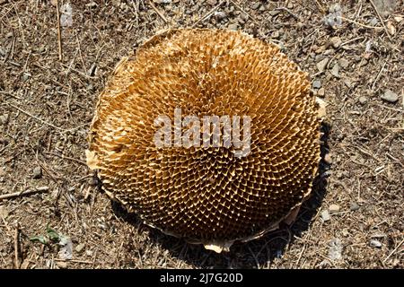 Nahaufnahme der getrockneten Sonnenblume Stockfoto