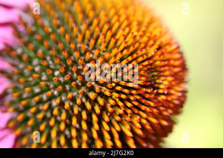 Makroaufnahme der Echinacea-Blume Stockfoto