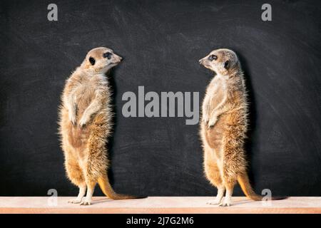Porträt zweier Erdmännchen, die sich an der Tafel mit Kopierraum im Klassenzimmer stehend und anschauend gegenüberstehen. Stockfoto