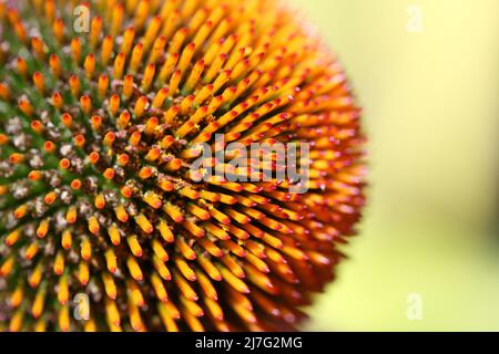 Makroaufnahme der Echinacea-Blume Stockfoto