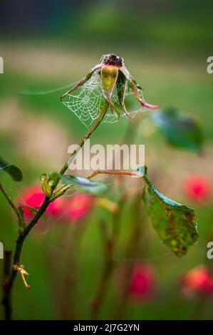 Morgentau auf Spinnennetz, das eine verwelkte Blume verflechtet. Stockfoto