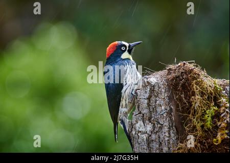 acorn-Specht (Melanerpes formicivorus), San Gerardo de Dota, Costa Rica, Mittelamerika Stockfoto