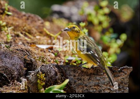 Weiblicher flammenfarbener Tanager (Piranga bidentata), der auf einem Zweig in San Gerardo de Dota, Costa Rica, Mittelamerika, thront Stockfoto