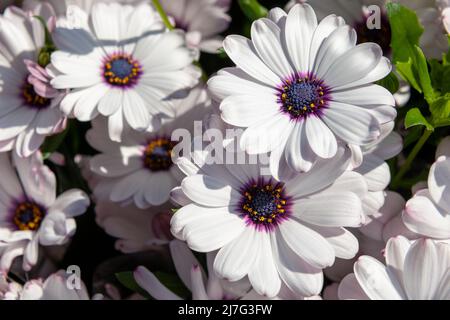 Osteospermum ecklonis. Weiße und violette Osteospermum blühende jährliche Pflanze. Osteospermum Blumen Nahaufnahme Hintergrund. Stockfoto