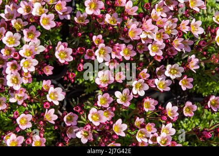Draufsicht Nahaufnahme einer rosa Saxifraga arendsii-Pflanze. Steinpflanze mit entzückenden kleinen weißen Blüten. Stockfoto