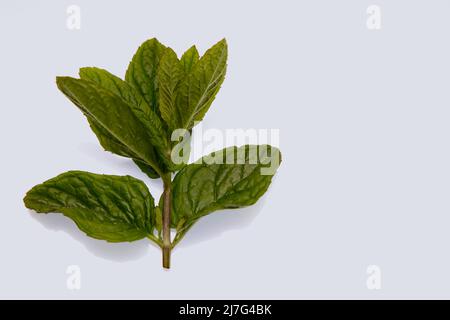 Minze Zweige Mai 2022 Stockfoto
