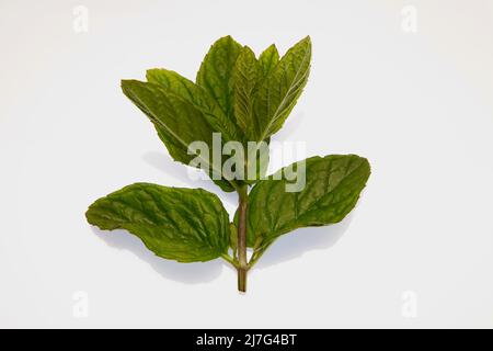 Minze Zweige Mai 2022 Stockfoto
