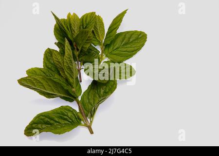 Minze Zweige Mai 2022 Stockfoto