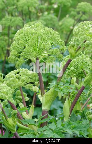 Angelica archangelica. Garden Angelica, wilder Sellerie und norwegische Engelwurz. Große runde Schirme, Pflanzen haben kulinarische oder medizinische Zwecke. Stockfoto