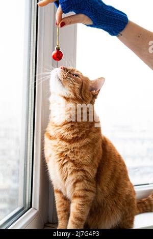 Eine hübsche junge rote Katze sitzt auf einer Fensterbank und schnüffelt einen roten Weihnachtsball, den er in einem blauen Handschuh in der Hand hält. Stockfoto
