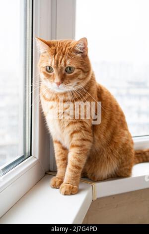 Eine hübsche junge rote Katze sitzt auf einer Fensterbank und schaut erstaunt ins Fenster. Stockfoto