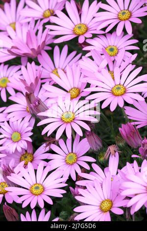 Osteospermum jucundum Varietät kompakt. Afrikanische Gänseblümchen, Zwerg Afrikanische Gänseblümchen. Tiefrosa Blüten Stockfoto