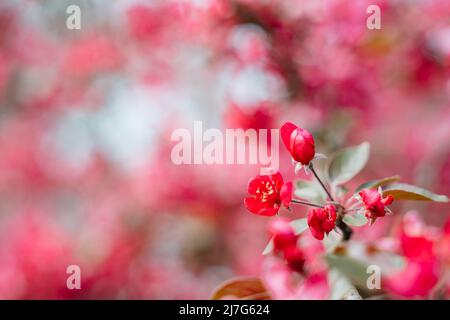 Schöne Malus Praire Fire Crabapple leuchtend rosa Blüte blüht in April Frühling Stockfoto
