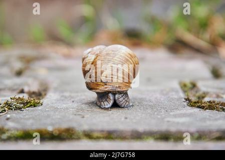 Eine große, gewöhnliche Gartenschnecke kriecht auf einem asphaltierten Weg. Stockfoto
