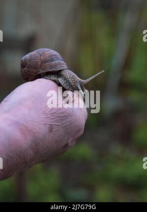 Eine große Gartenschnecke kriecht auf dem Arm einer älteren Frau. Stockfoto