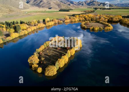 Herbstfarben und Insel in Wairepo Arm, Twizel, Mackenzie District, North Otago, South Island, Neuseeland - Drohnenantenne Stockfoto