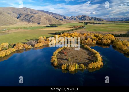 Herbstfarben und Insel in Wairepo Arm, Twizel, Mackenzie District, North Otago, South Island, Neuseeland - Drohnenantenne Stockfoto