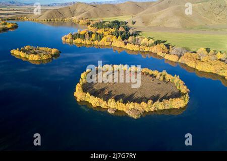 Herbstfarben und Inseln in Wairepo Arm, Twizel, Mackenzie District, North Otago, South Island, Neuseeland - Drohnenantenne Stockfoto