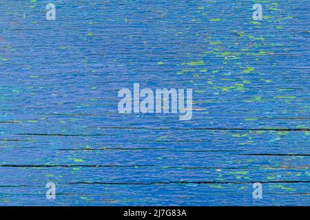 Blauer alter Holzhintergrund mit grünen Spritzern. Kopierraum. Für Text platzieren. Basis für Stockfoto