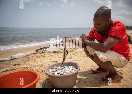 Afrikanischer Fischer schaut auf den Fisch, den er gerade in einem Eimer gefangen hat, während er am Strand arbeitet Stockfoto