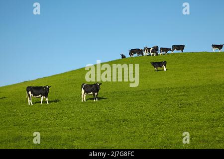 Kühe und grünes Ackerland, Nord-Otago, Südinsel, Neuseeland Stockfoto