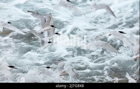 White-fronted Seeschwalben (Tara - Sterna Striata), Aramoana, Otago Harbour, Dunedin, Otago, Südinsel, Neuseeland Stockfoto