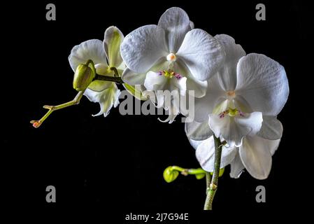 Motte Orchideenblüten, Phalaenopsis Orchidee (Phalaenopsis weiß), hinterleuchtet vor schwarzem Hintergrund. Abruzzen, Italien, Europa Stockfoto
