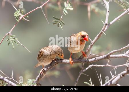 Rotschnabel-Quelea (Quelea quelea) Zuchtpaar Kalahari, Nordkap, Südafrika Stockfoto