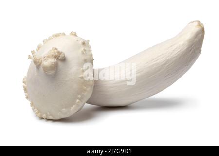 Einzelner frisch verformter Buchenpilz isoliert auf weißem Hintergrund aus nächster Nähe Stockfoto