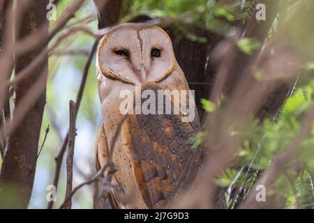 Die Western Barn Owl (Tyto alba) brüllt in einem Baum im Nossob Camp, im Kgalagadi Transfrontier Park, Kalahari, Nordkap, Südafrika Stockfoto